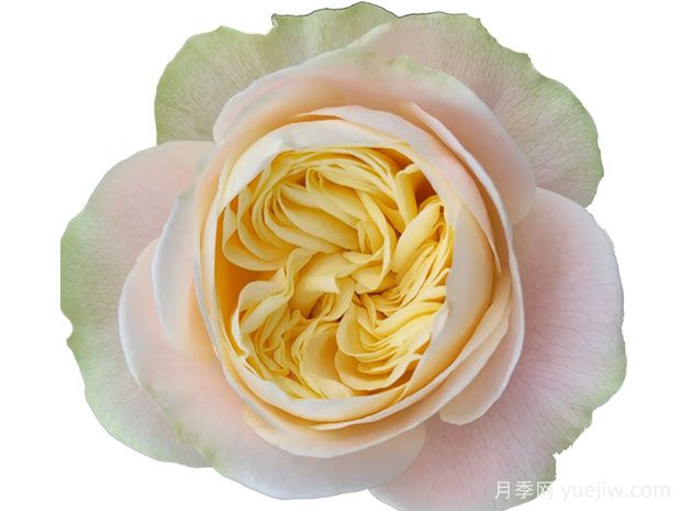 普莉希拉月季/普瑞希拉(图1) 普莉希拉月季/普瑞希拉(图1)