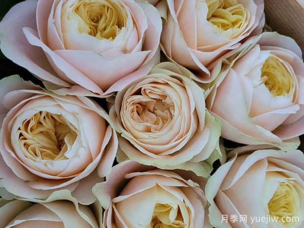 普莉希拉月季/普瑞希拉(图2) 普莉希拉月季/普瑞希拉(图2)