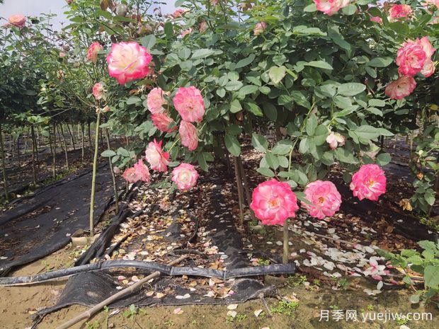 庭院首选棒棒糖树状月季,气质花卉,典雅大方(图1) 庭院首选棒棒糖树状月季,气质花卉,典雅大方(图1)