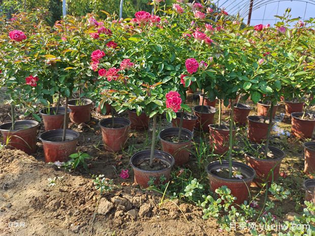 庭院首选棒棒糖树状月季,气质花卉,典雅大方(图3) 庭院首选棒棒糖树状月季,气质花卉,典雅大方(图3)