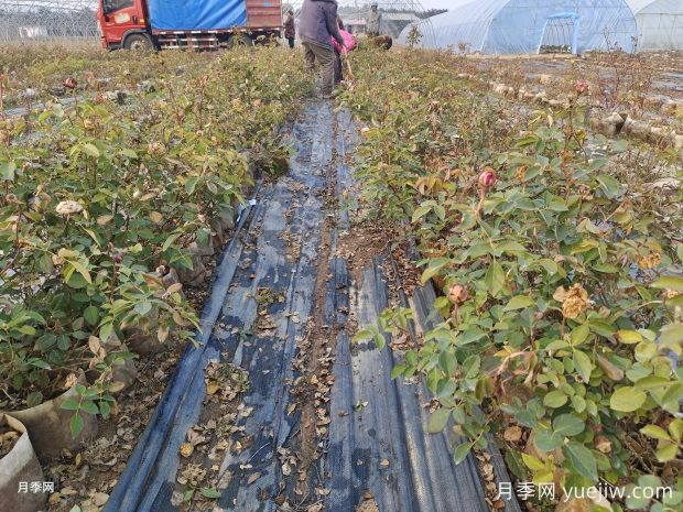 2千多株耐热型大钵月季苗出发广东深圳(图2)