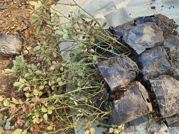 万余盆仙境丰花盆栽月季出发河南郑州(图1)