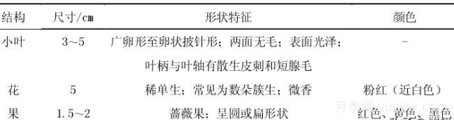 月季花的栽培与养护技术研究(图2) 月季花的栽培与养护技术研究(图2)