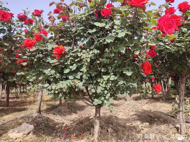 月季花的栽培与养护技术研究(图4) 月季花的栽培与养护技术研究(图4)