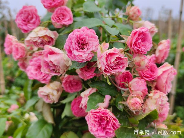 花量大生长快的4种月季花,适合打造花墙拱门,(图1) 花量大生长快的4种月季花,适合打造花墙拱门(图1)