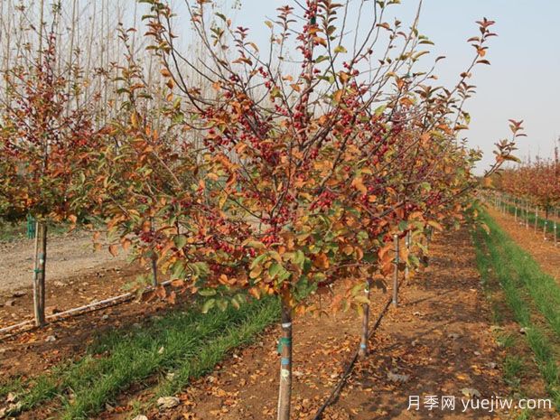 海棠品种图片和产地价格(图2) 海棠(图2)