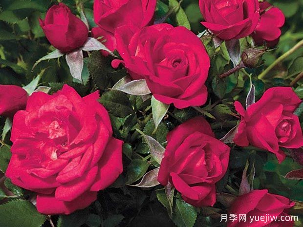 Be My Baby月季(图1) 我的宝贝月季Be My Baby(图1)