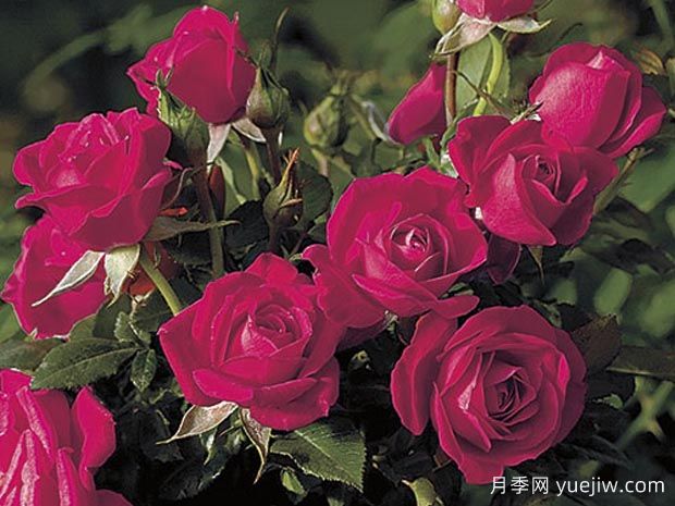 Be My Baby月季(图2) 我的宝贝月季Be My Baby(图2)