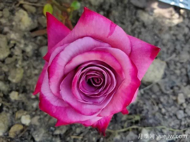 德贾布月季(图1) 德贾布月季(图1)