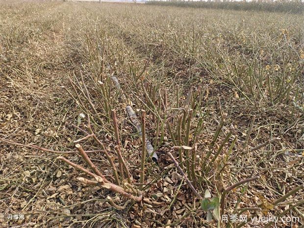 2025年二年裸根月季苗大量出售中，基地价格实惠(图2)