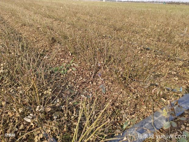 2025年二年裸根月季苗大量出售中，基地价格实惠(图3)