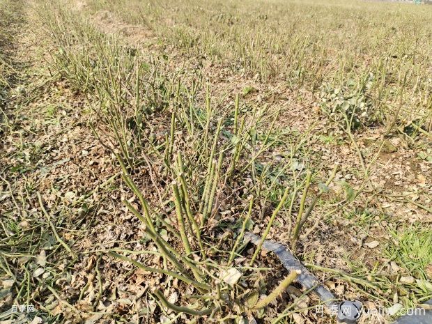 2025年二年裸根月季苗大量出售中，基地价格实惠(图1)