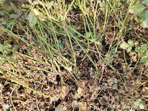 仙境盆栽月季杯苗粉色丰花,绿化工程月季(图1) 仙境盆栽月季杯苗粉色丰花,绿化工程批发(图2)