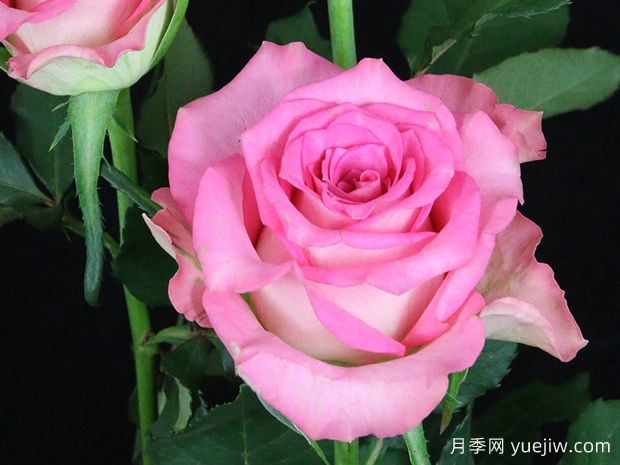 非洲宝石月季African Jewel(图1) 非洲宝石月季African Jewel(图1)