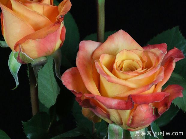 非洲天空月季(图1)