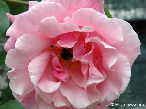 西班牙美女月季(图2) 西班牙美女月季(图2)