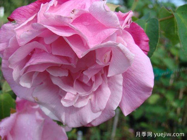 西班牙美女月季(图1) 西班牙美女月季(图1)