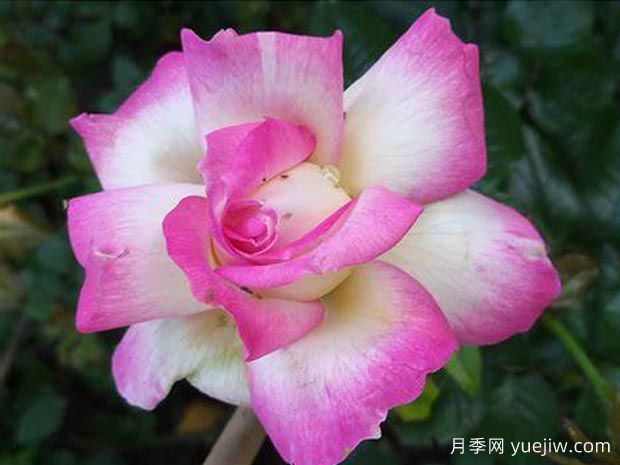 南特香水月季(图1) 南特香水月季(图1)