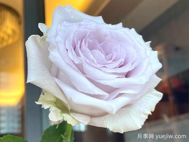 月光曲月季/银光/银色光芒(图2)