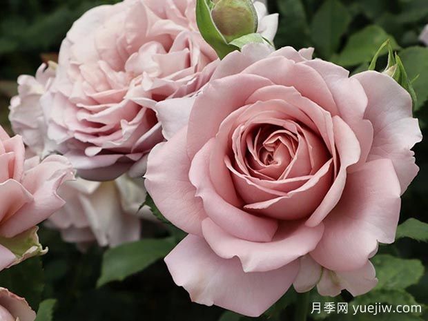 回忆录月季(图1) 回忆录月季(图1)