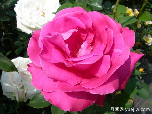 恋心月季(图1) 恋心月季(图1)