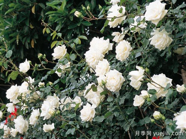 新雪月季(图1) 新雪月季(图1)