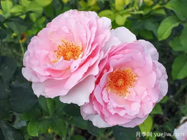 阿曼达的纪念月季/忆路易阿玛德Souvenir de Louis Amade(图3)