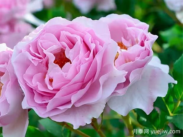 阿曼达的纪念月季/忆路易阿玛德Souvenir de Louis Amade(图1)