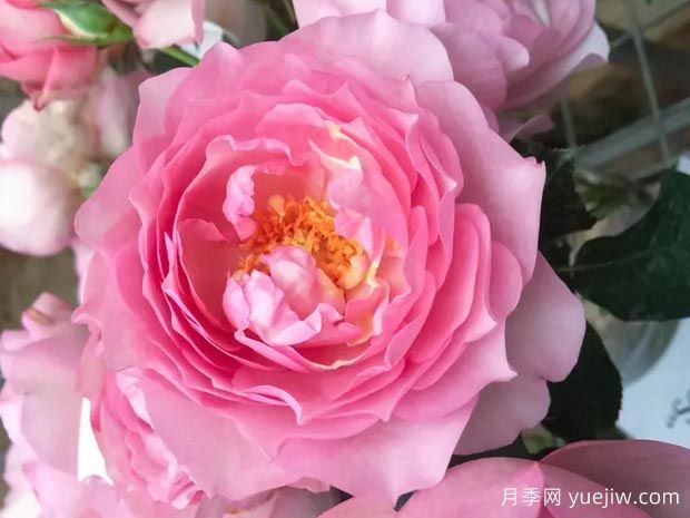 阿曼达的纪念月季/忆路易阿玛德Souvenir de Louis Amade(图2)