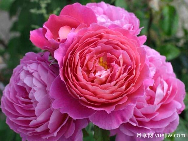 疯狂交际花月季(图1) 疯狂交际花月季(图1)