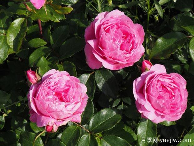 疯狂交际花月季(图2) 疯狂交际花月季(图2)