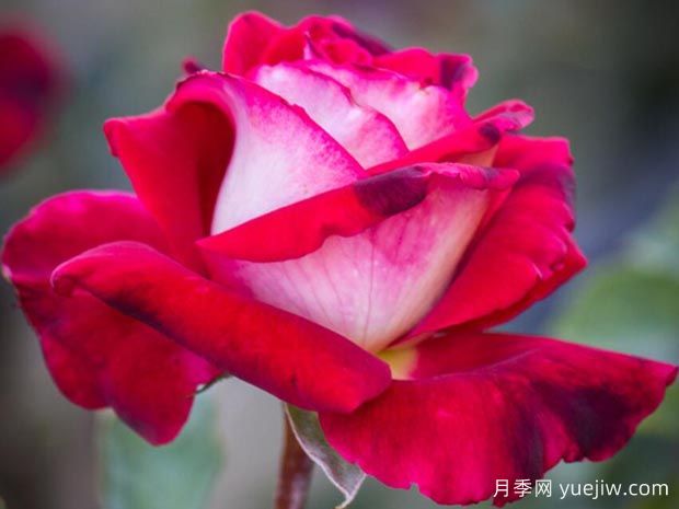 奥西莉亚月季(图1) 奥西莉亚月季/奥西利亚(图1)