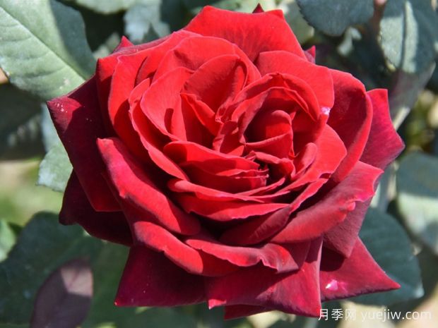 丹麦王子月季(图1) 丹麦王子月季(图1)