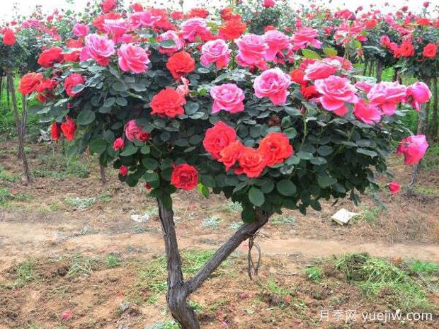 树木修剪之常见的树形有哪些(图1) 树木修剪之常见的树形有哪些(图1)