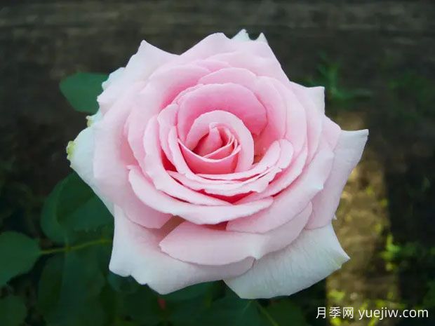 费德里克米斯塔尔月季(图3)