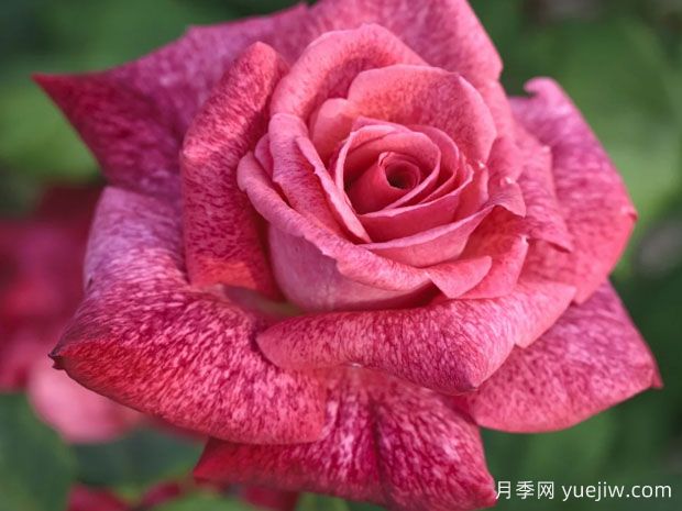 皮尔卡丹月季(图1) 皮尔卡丹月季Pierre Cardin(图1)