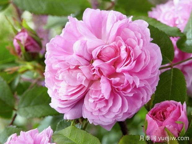 雅克卡地亚月季/卡迪亚(图1) 雅克卡地亚月季/卡迪亚(图1)