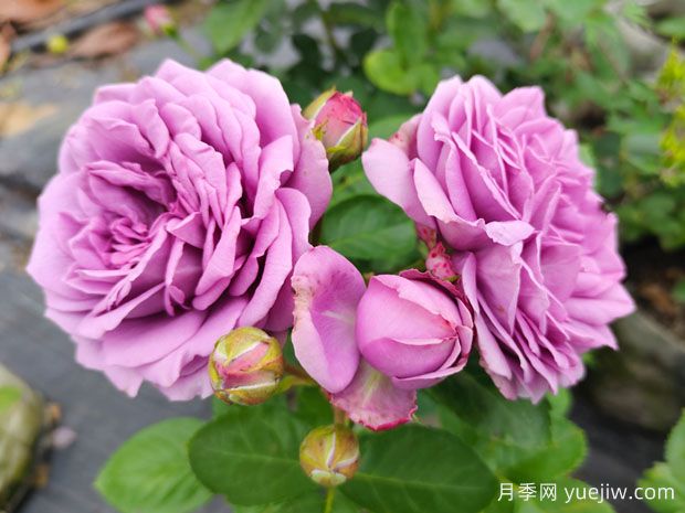 冬季养月季花，做好4点防护春季开满花(图1)