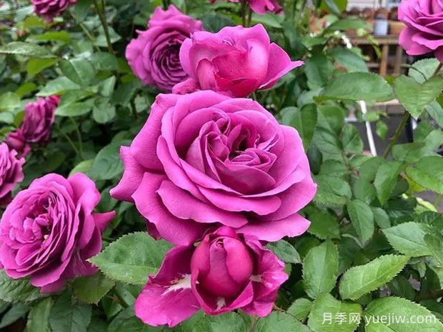 恰到好处的薰衣草紫色,梅子色完美月季(图1) 恰到好处的薰衣草紫色,梅子色完美月季(图1)