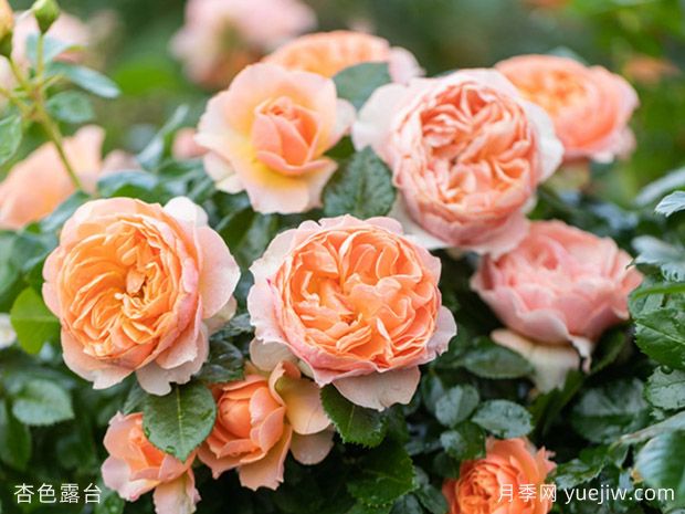 适合阳台栽培的6款灌木月季,爆花抗病易养护(图4) 适合阳台栽培的6款灌木月季,爆花抗病易养护(图4)