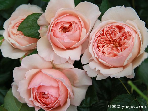 适合阳台栽培的6款灌木月季,爆花抗病易养护(图5) 适合阳台栽培的6款灌木月季,爆花抗病易养护(图5)