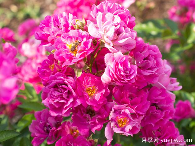 粉色可爱波莉月季(图1)