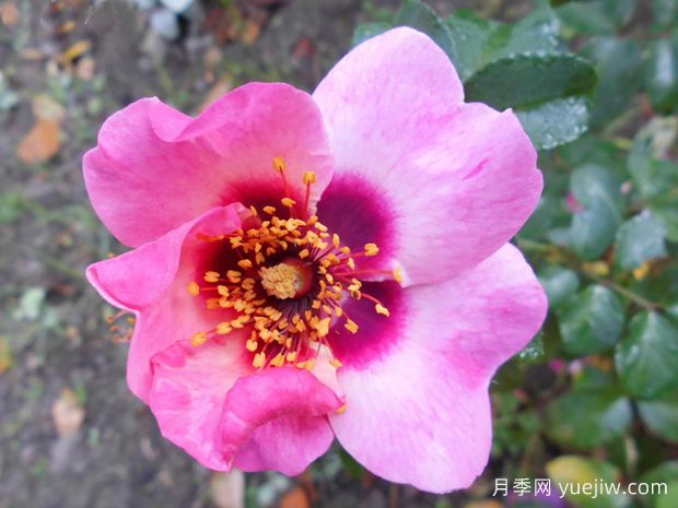 树莓之吻月季/我的眼睛/和平与爱(图2) 树莓之吻月季/我的眼睛/你的凝望/和平与爱(图2)