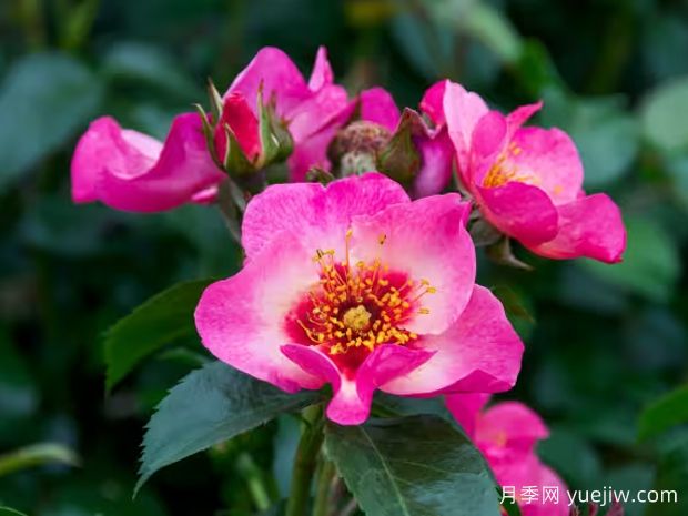 树莓之吻月季/我的眼睛/和平与爱(图1) 树莓之吻月季/我的眼睛/你的凝望/和平与爱(图1)