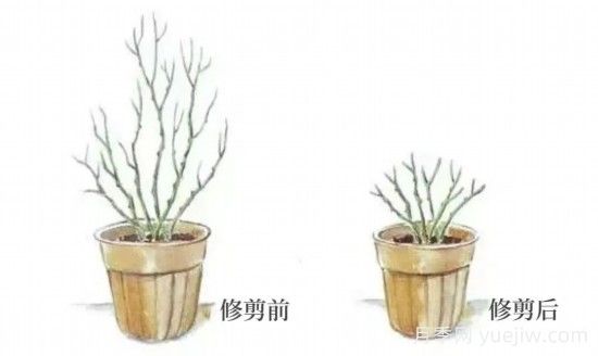 又快到春天月季修剪时，详细图解教你学会要领(图2)