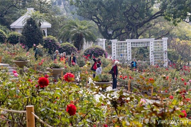 冬日烂漫花海惹人醉，广州云台花园1.2万棵月季花盛放(图2)