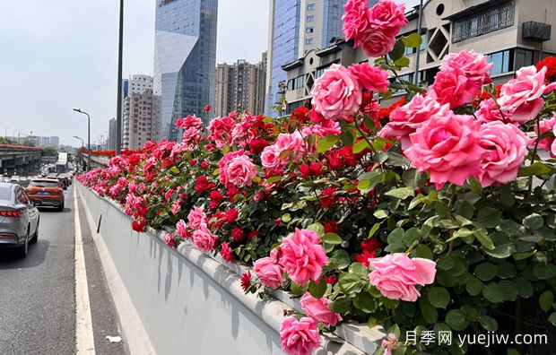 成都二环高架桥月季下桥过冬,四月相会(图1) 成都二环高架桥月季下桥过冬,四月相会(图1)