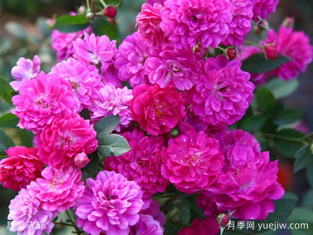 8个阳台盆栽月季经典品种推荐(图3) 8个阳台盆栽月季经典品种推荐(图3)