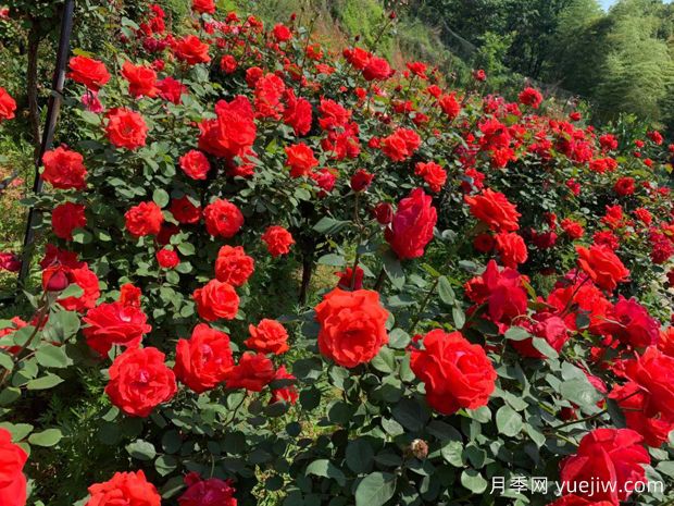 黄石月季应用和月季景观(图1)