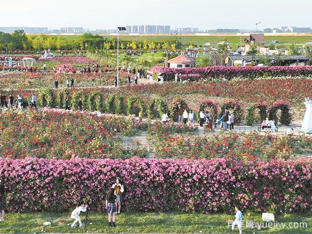 襄阳月季景观图集(图2) 襄阳月季应用和月季景观(图2)